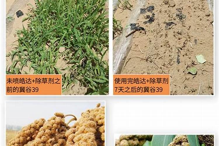 梨树春季施肥用什么肥料合适
