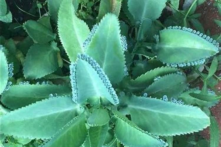 大米和黄小米哪个糖分更高