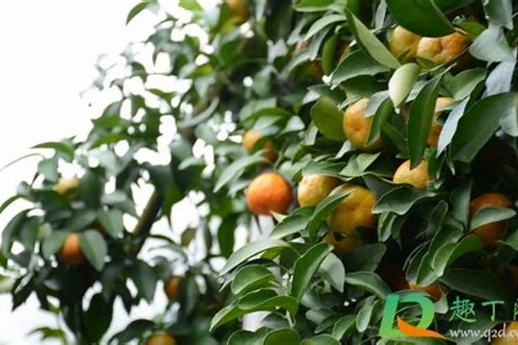 草木灰和铵态氮肥不能混用的原因