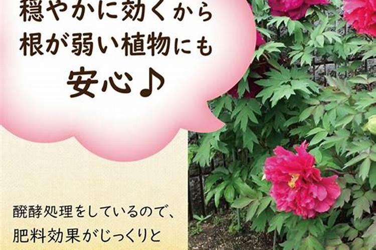 牡丹施什么肥最好啊