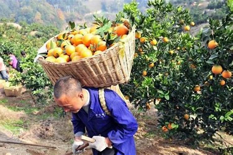 梨树底肥放什么肥好(底肥施用方法)