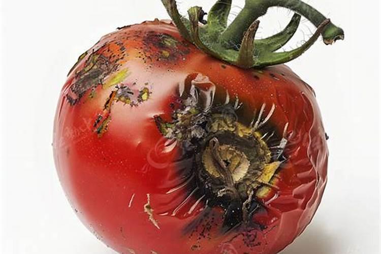 云南特产牛肝菌