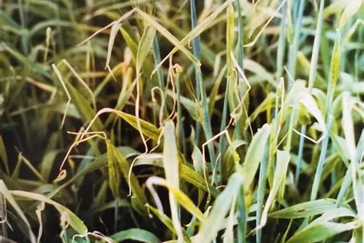 麦田磷肥肥效低,如何提高麦田磷肥肥效？