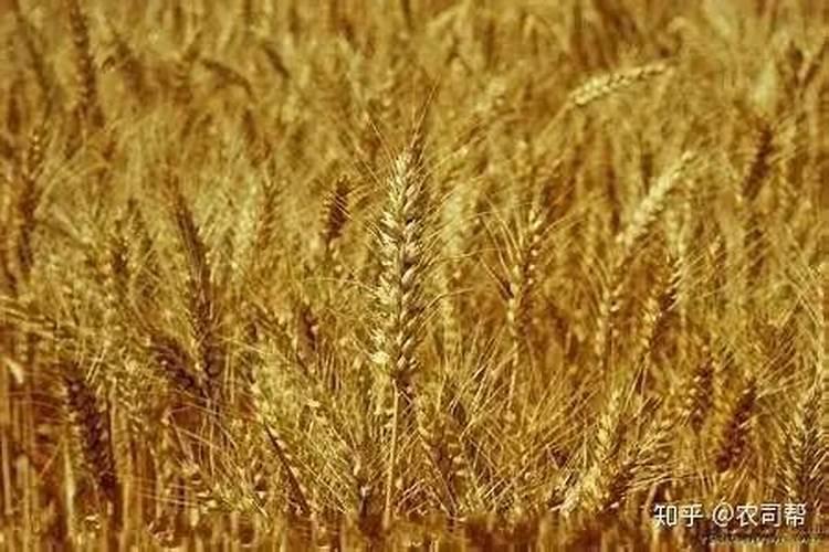 小麦苗黄苗弱原因汇总,这样做可以解决