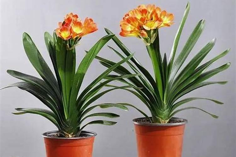 高标准农田肥料使用方案