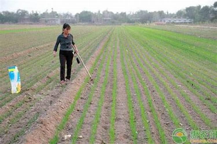 春耕肥地种金种,是什么生肖