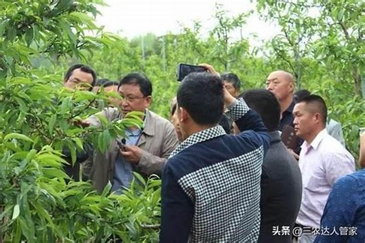 鱼蛋白水溶肥现在怎么用