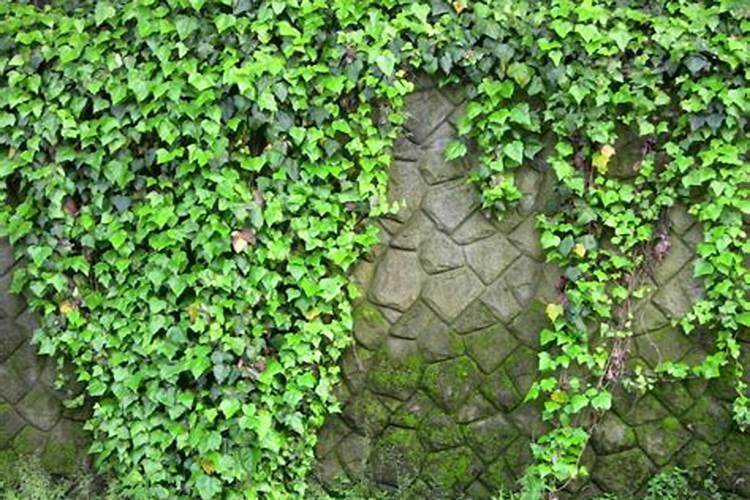 常春藤能不能水培 常春藤怎样水培成活率高