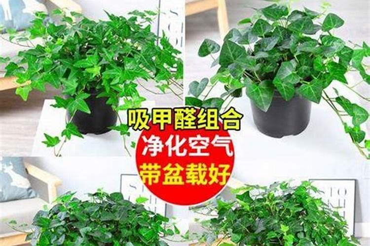 常春藤能不能水培 常春藤怎样水培成活率高