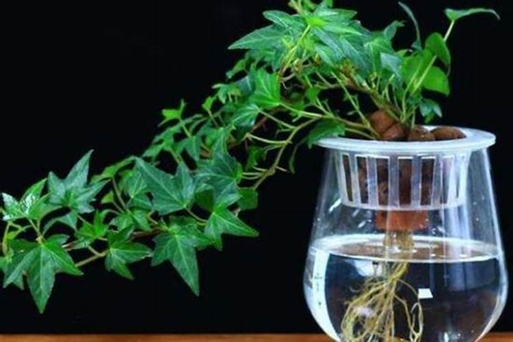 常春藤水培的方法及注意事项