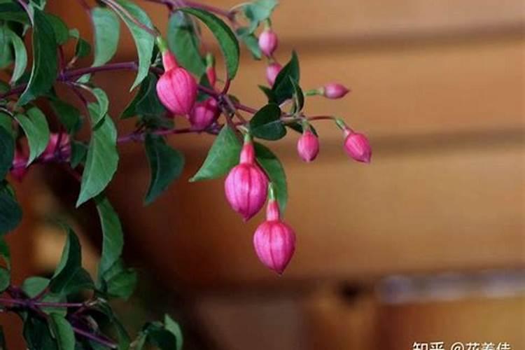 宝莲灯花须要上什么肥