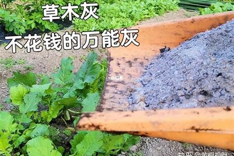 草木灰怎么施肥最好