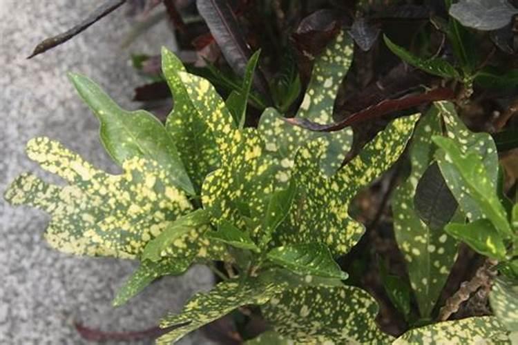 叶片枯黄用什么肥