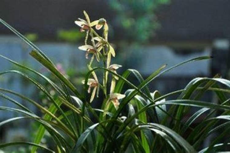 米兰花剪枝剪多了,想要快点发新芽有什么好办法？