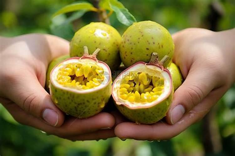 玉米吨田宝能代替肥料吗？