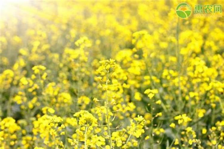 种油菜一亩地要多少肥料