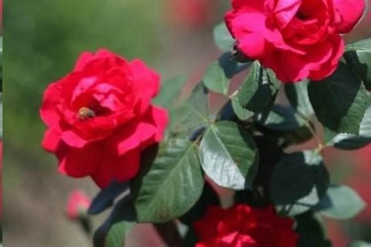 月季花什么时后施肥最好