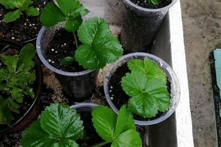 怎么让草莓的果实膨大？想要草莓高产应该怎么做？