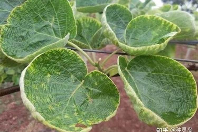 种茶叶如何喷施叶面肥好