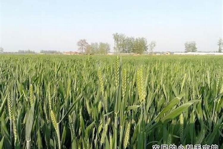 冬小麦施肥的最佳时间 注意事项有哪些