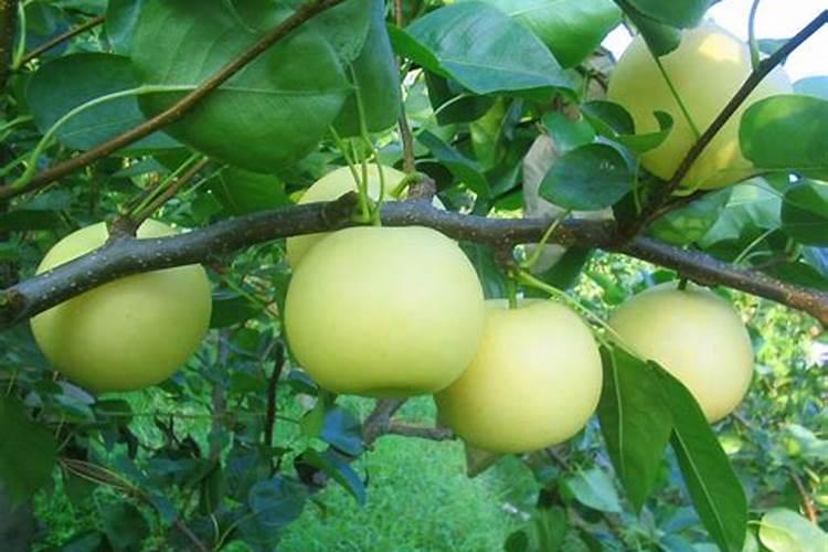 磷肥对果树的作用是什么