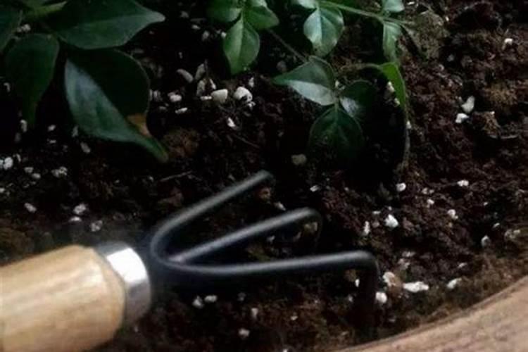 枣树追肥什么时间好、追哪些肥料