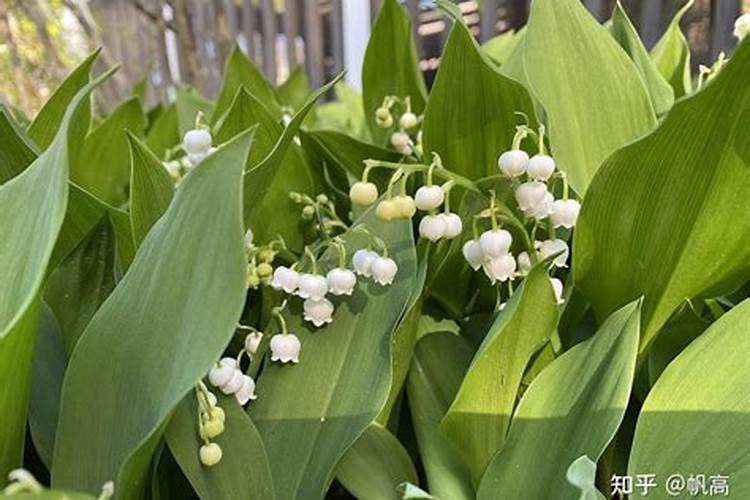 种蔬菜叶子卷曲变形怎么回事(蔬菜叶片卷边是什么病)