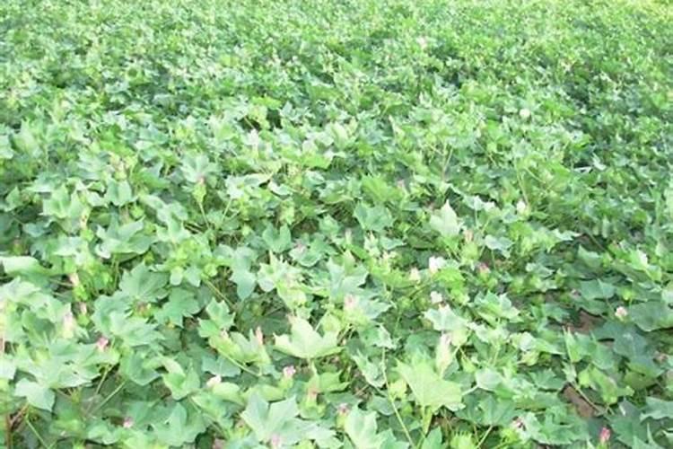 膨大水溶肥几天见效