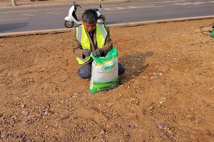 幼苗期多施什么肥