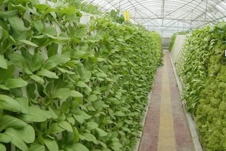 种菜最实用的肥料,是先下肥料还是先下种子