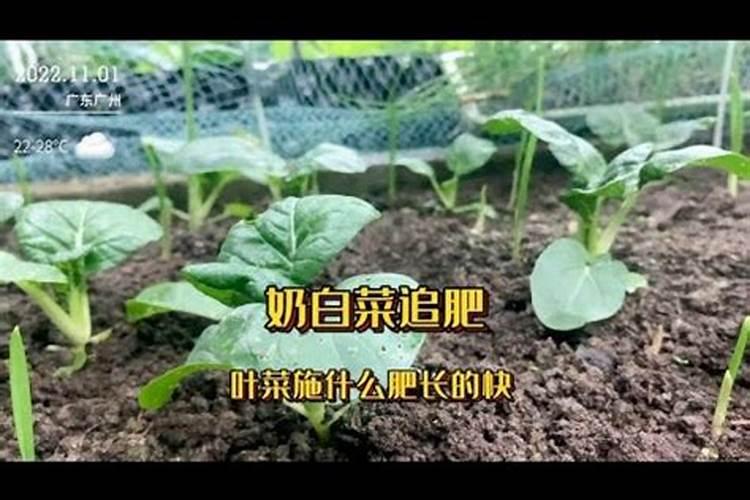 水溶肥最好的三个牌子