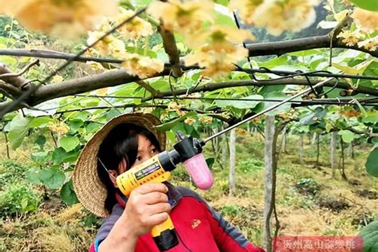 猕猴桃到底用啥牌子的肥料好