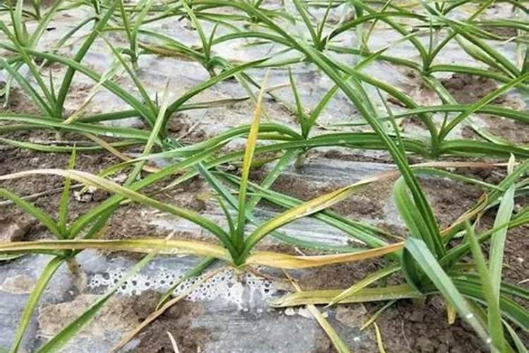 大蒜叶子发黄怎么回事,怎么办