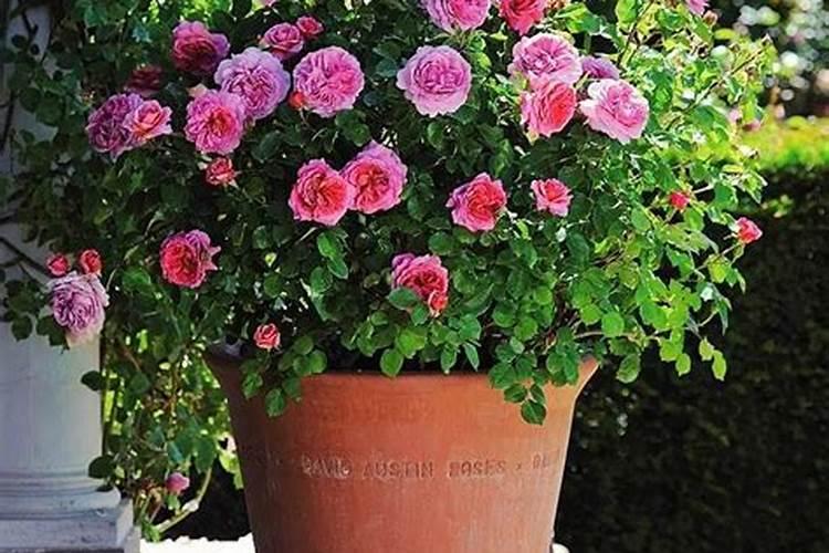 氮肥磷肥钾肥可以同时兑水浇花吗