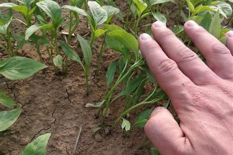 磷酸二氢钾叶面肥什么时候用