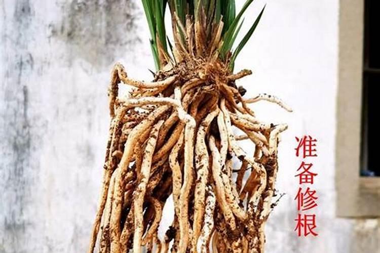 兰花翻盆后服盆快的三个方法