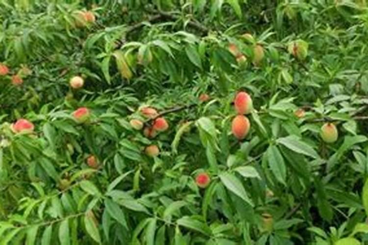 氨基酸在果树哪个时期用最佳