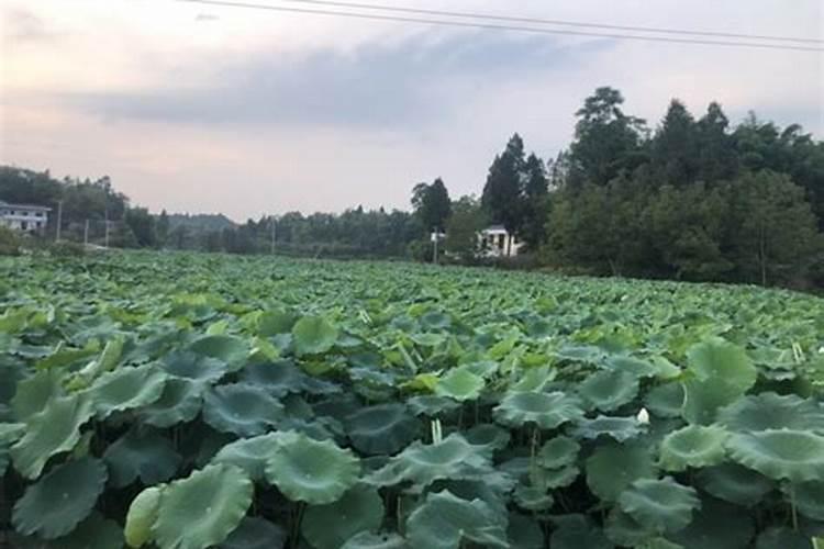 荷花需要什么肥料