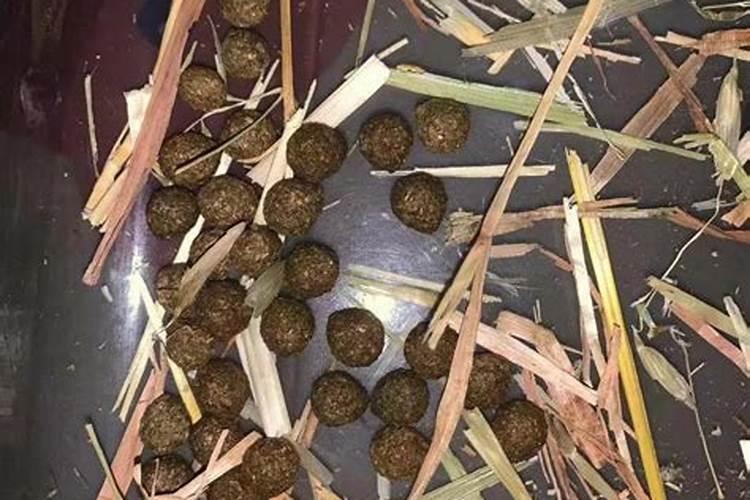 兔子粪可不可以用作魔芋种植？