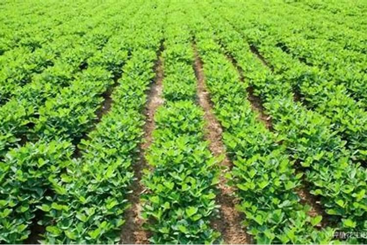 花生追肥用复合肥还是尿素 用什么肥料最好