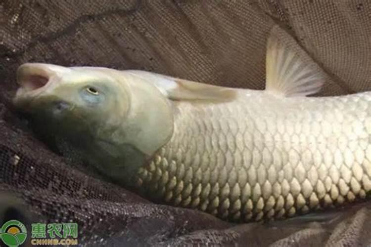 简述睾酮的主要生理作用。