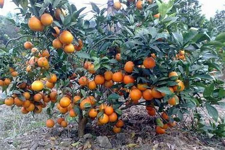 柑橘施肥时期和方法 附肥害症状