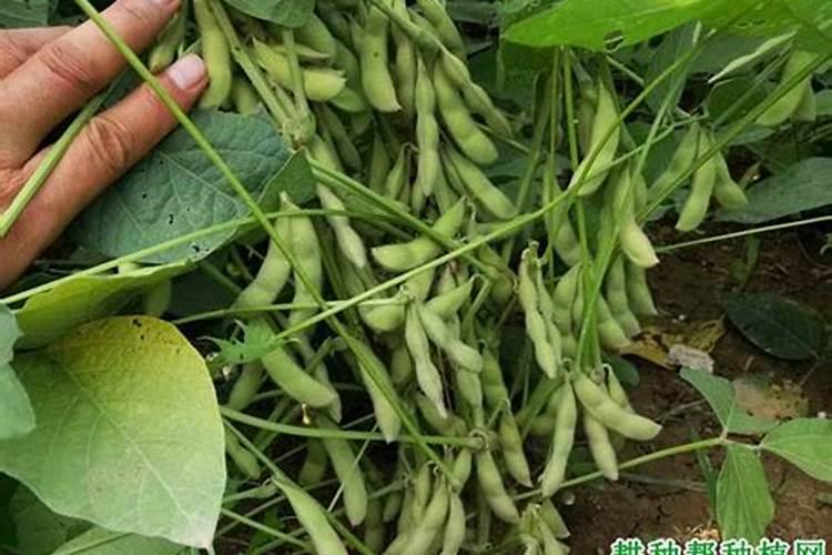 大豆初花期控旺用啥药