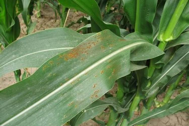 这个玉米症状是什么病害,怎么防治？知道的老师请指教。