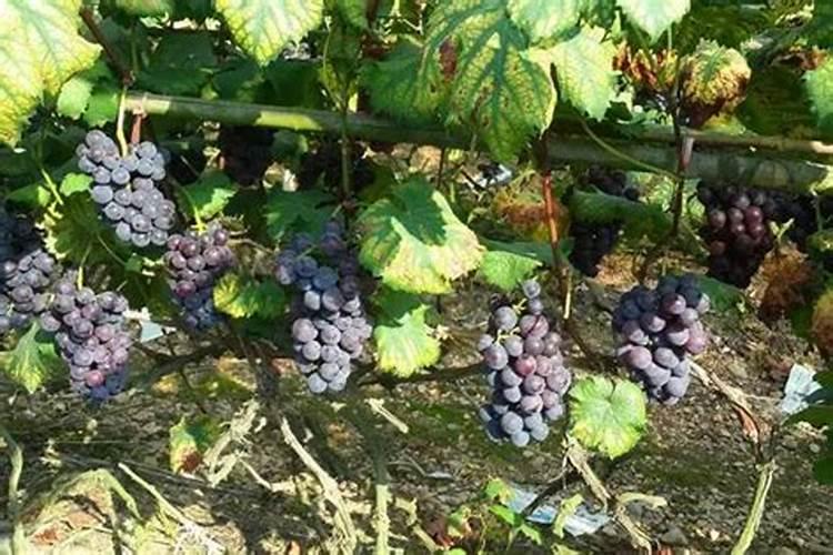 葡萄树开花前施什么肥