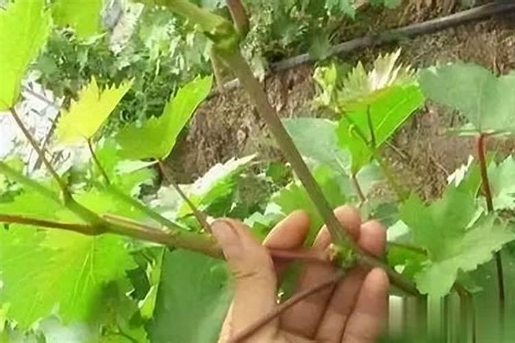 对于处于开花期的葡萄,浇水并施硼肥合适吗