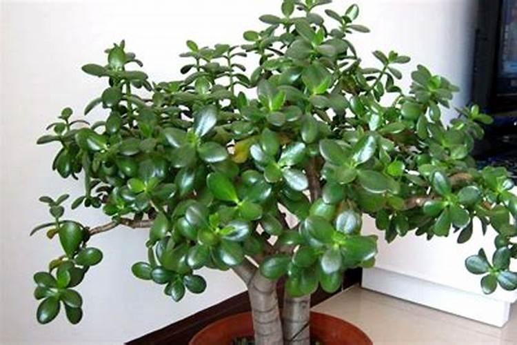 油桶的沉淀物可以做花肥吗？