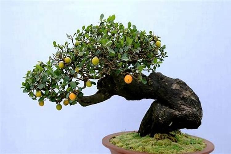 波尔多液能和杀虫剂一起用吗