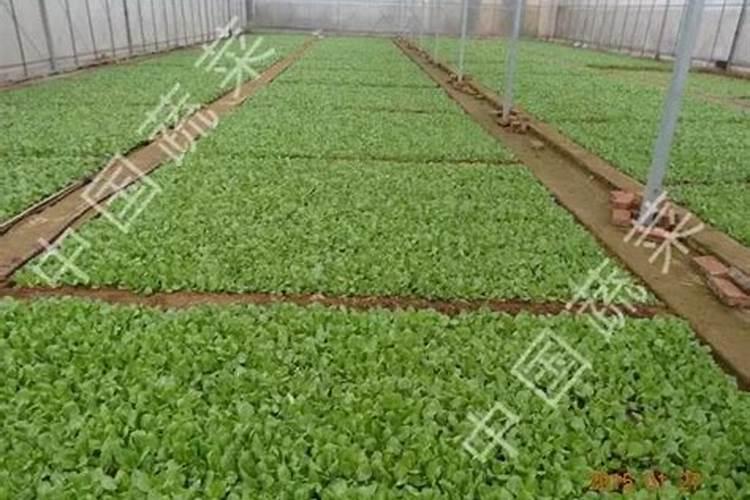 哈密瓜白斑病打什么药最有用