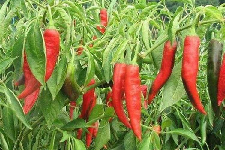 种植辣椒有哪几种施肥方法 施哪种肥比较好